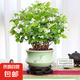 茉莉花盆栽帶花苞老樁花卉植物室內(nèi)梔子花九里香室外好養(yǎng)濃香綠植 精品A級茉莉花大盆+梅青瓷盆
