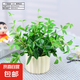 自然空間 ZRKONJN鉆石翡翠盆栽植物吊蘭垂吊室內(nèi)陽臺客廳辦公桌面 千層豎紋(小)翡翠鉆石 帶盆栽好