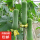 山東短胖肉絲瓜青絲瓜肉棒絲瓜新鮮厚肉現摘現發(fā)蔬菜消暑解膩 2斤