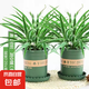 金邊吊蘭盆栽花卉植物室內(nèi)陽臺(tái)凈化空氣去甲醛小綠植水培垂吊客廳 精品金邊吊蘭2盆【帶加侖盆】