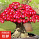 沙漠玫瑰盆栽重瓣花卉庭院植物耐旱室內(nèi)四季陽臺盆景懶人好養(yǎng)綠植 沙漠玫瑰【紅寶石】3年老樁+加侖盆