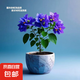 云南深紫色棒棒糖三角梅花盆栽三角梅紫色球形開花陽臺品種庭院 天空藍(lán)【2年苗當(dāng)年開花適合盆栽】