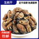 淡曬生蠔干蠔豉干貨大生蠔干海蠣子干牡蠣干海鮮干貨特產(chǎn) 生蠔干500g
