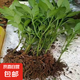 辣椒苗辣子蔬菜苗薄皮椒苗長線椒苗螺絲椒苗牛角椒四季種植朝天椒 螺絲椒苗12棵+肥料