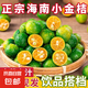新鮮海南金桔小青桔青柑皮薄應(yīng)當(dāng)季生鮮水果奶茶店檸檬產(chǎn)地直發(fā)S 【帶箱1斤】海南小金桔