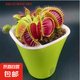 捕蠅草盆栽豬籠草食蟲植物夏季驅(qū)蚊食蟲捕蟲室內(nèi)趣味綠植 美人齒 捕蠅草大苗 贈(zèng)吸水盆栽好發(fā)貨