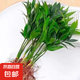 水培水養(yǎng)竹柏盆栽植物驅(qū)蚊四季常青桌面花卉綠植防蚊客廳室內(nèi)好養(yǎng) 【精品】驅(qū)蚊竹柏10株 【精品】不含瓶