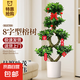 金錢榕盆栽綠植花卉大8字老樁造型s彎搖錢樹植物網(wǎng)狀特大榕樹盆景 0.9-1米8字造型榕樹-圓柱盆+掛飾