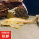 觀賞魚魚苗清道夫糞便盤便宜熱帶工具容易飼養(yǎng)清潔魚缸清道 10-12cm女王清道夫2只送飼料