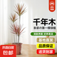 發(fā)財樹大型綠植客廳辦公室內(nèi)旺宅落地式好養(yǎng)花卉吸甲醛龜背竹植物 【精選】千年木1.2-1.4米多枝-原盆