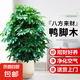 八方來財鴨腳木大型綠植客廳大盆栽室內(nèi)好養(yǎng)辦公室開業(yè)喬遷送禮 鴨腳木叢生1.2-1.4m 白色聚寶樹脂盆