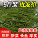 海帶絲鹽漬新鮮食材厚海白菜高泡發(fā)昆布絲結(jié)片 火鍋食材 涼拌蔬菜 海帶絲500g/袋