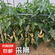 山東臨沂新鮮皺皮辣椒正宗薄皮特辣青椒虎皮辣椒農(nóng)家自種現(xiàn)摘現(xiàn)發(fā) 皺皮辣椒 5斤 精品（手工挑選）