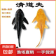 觀賞魚魚苗清道夫糞便盤便宜熱帶工具容易飼養(yǎng)清潔魚缸清道 10-12cm清道夫1只女王1只