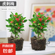 【帶盆種植好】虎刺梅盆栽花卉海棠花鐵海棠四季開花植物室內(nèi)外種 虎刺梅2盆+原土發(fā)貨