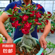 沙漠玫瑰盆栽重瓣花卉庭院植物耐旱室內(nèi)四季陽臺盆景懶人好養(yǎng)綠植 沙漠玫瑰【紅富貴】3年老樁+加侖盆
