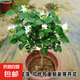 帶花苞筆尖茉莉花盆栽單瓣獨桿濃香型花卉大全陽臺客廳好養(yǎng)活驅(qū)蚊 4年苗【帶花苞】獨桿樹型