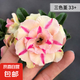 沙漠玫瑰盆栽重瓣花卉庭院植物耐旱室內(nèi)四季陽臺盆景懶人好養(yǎng)綠植 沙漠玫瑰【三色堇】3年老樁+加侖盆