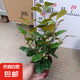 小盼菩提菩提樹(shù)盆栽帶果植物室內(nèi)禪意盆景辦公室桌面客廳招財(cái)綠植 大顆形菩提【10-15果】育苗盆 不含托盤(pán)