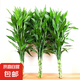 富貴竹水培植物客廳招財綠植室內(nèi)盆栽觀音竹粗桿帶根轉(zhuǎn)運竹發(fā)財竹 【熱銷】富貴竹70-80cm【10棵+營養(yǎng)液】