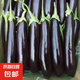 山東農(nóng)家綠把紫皮長(zhǎng)茄現(xiàn)摘現(xiàn)發(fā)新鮮嫩茄蔬菜生鮮 現(xiàn)摘新鮮茄子 5斤 凈重