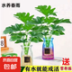 春羽水培植物室內(nèi)綠植花卉客廳四季好養(yǎng)驅(qū)蚊植物水養(yǎng)辦公室盆栽花 單發(fā)植物-春羽20-25cm【1棵】