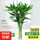 富貴竹水培植物客廳招財(cái)綠植室內(nèi)盆栽觀音竹粗桿帶根轉(zhuǎn)運(yùn)竹發(fā)財(cái)竹 【熱銷(xiāo)】富貴竹60-70cm【6棵+營(yíng)養(yǎng)液】