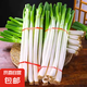 2025頭茬大蔥原汁原味正宗精品鐵桿大蔥農(nóng)家現(xiàn)挖現(xiàn)發(fā)新鮮脆嫩 去半葉帶箱9斤裝