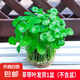 銅錢草水培盆栽辦公室內室外花卉金錢草綠植吸好養(yǎng)花草植物 精品銅錢草帶葉發(fā)貨1盆（不含盆）