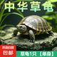 【全網(wǎng)比價】中華草龜包活精品草龜長壽龜觀賞龜墨龜寵物小烏龜 草龜一只【單身】 9-10cm