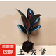 黑金剛橡皮樹盆栽家庭室內(nèi)客廳四季長(zhǎng)青花卉凈化空氣綠色觀葉植物 10-20厘米1顆+肥料