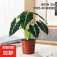 綠天鵝絨海芋盆栽白犀牛天鵝絨綠植竹芋室內(nèi)客廳陽臺觀葉網(wǎng)紅植物 【桌面優(yōu)選】單株25-30cm-基地原盆