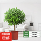 平安樹客廳盆栽大型綠植幸福樹新房吸甲醛植物室內(nèi)四季好養(yǎng) 精品平安樹70-80厘米（不含盆）