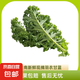 羽衣甘藍(lán)新鮮生鮮蔬菜嫩葉甘蘭芥藍(lán)西餐沙拉榨汁減肥減脂 羽衣甘藍(lán)輕食3斤裝