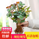玫瑰花苗四季開花盆栽地栽花卉觀花植物室內(nèi)外月季老樁苗薔薇花苗 混色精品老樁玫瑰苗5棵裝