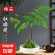 蕨類水培植物盆栽紅磷蕨苔蘚球一葉蕨室內(nèi)耐陰新中式禪意盆景綠植 精品紅磷蕨苔蘚球40-50cm【白瓷盆】 送營養(yǎng)液