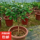 帶花苞筆尖茉莉花盆栽單瓣獨桿濃香型花卉大全陽臺客廳好養(yǎng)活驅(qū)蚊 6年苗【帶花苞】獨桿樹型