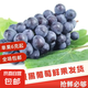 浙江臺州夏黑葡萄1.8斤-5.5斤 大果6g+ 500g（±100g）