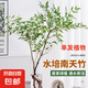 南天竹水培植物室內(nèi)水養(yǎng)花卉火焰盆景綠植客廳辦公室桌面好養(yǎng)盆栽 南天竹50-60厘米3株（不含盆）