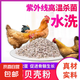 貝殼粉飼料 牡蠣粉貝殼飼料 雞鴨用補(bǔ)鈣鴿子貝殼家畜通用貝殼飼料 5斤裝貝殼粉（2-5mm）
