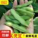 現(xiàn)摘青毛豆新鮮帶殼毛豆新農(nóng)家鮮青豆農(nóng)村鮮嫩毛豆角青毛豆 現(xiàn)摘新鮮帶殼毛豆  凈重3斤