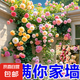 【爬墻高手】四季播薔薇花種子爬藤月季玫瑰開花不斷爬墻庭院花卉 1包約1000粒（送1袋肥料）