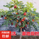 無(wú)花果樹(shù)果苗特大果波姬紅帶果矮化盆栽四季結(jié)果南北方陽(yáng)臺(tái)可種植 波姬紅品種-5年苗【當(dāng)年結(jié)果】
