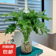 春羽水培植物室內(nèi)綠植花卉客廳四季好養(yǎng)驅(qū)蚊植物水養(yǎng)辦公室盆栽花 單發(fā)植物-春羽40-45cm【3棵】