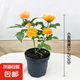果汁陽臺月季花苗開花玫瑰小苗四季盆栽花卉爬藤植物藤本薔薇綠植 果汁陽臺 【灌木大花】