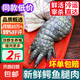 鱷魚肉腩肉活殺生鮮鱷魚腿肉新鮮鱷魚活魚鱷魚整掌肉免費(fèi)切塊 鱷魚腿肉2斤【嘗鮮裝】