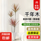 天堂鳥大型植物發(fā)財(cái)樹各種盆栽開業(yè)喬遷客廳辦公室內(nèi)好養(yǎng)大型花卉 【老樁多枝】千年木1.2-1.4m+菱形盆
