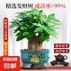 發(fā)財樹盆栽客廳辦公室內(nèi)金錢樹桌面綠植三桿小招財樹開業(yè)送禮盆景 精品三桿發(fā)財樹40-50cm【招財進(jìn)寶孔雀藍(lán)瓷盆】