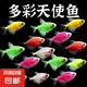 觀賞魚 天使魚小型熱帶魚活體水族養(yǎng)殖天使魚糖果色淡水魚 大號(hào)天使魚4-5cm 顏色隨機(jī)15條