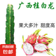 火龍果苗紅心紅肉盆栽燕窩黃龍果樹苗當(dāng)年結(jié)果南北方四季陽(yáng)臺(tái)種植 白肉火龍果 火龍果2顆裝